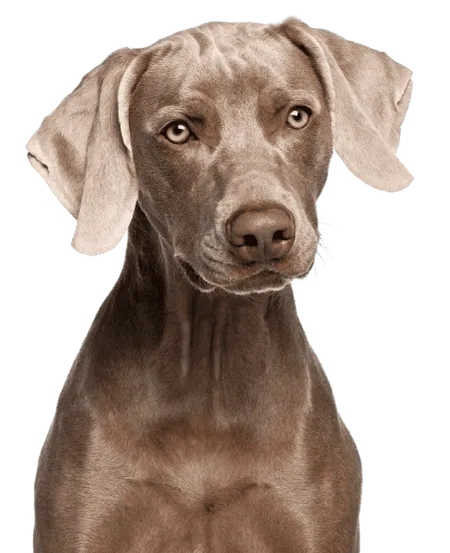Weimaraner