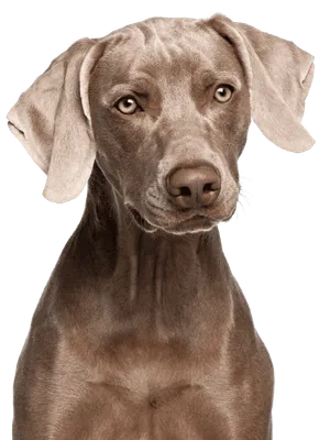Weimaraner