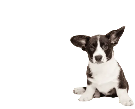 Welsh Corgi Cardigan (4)