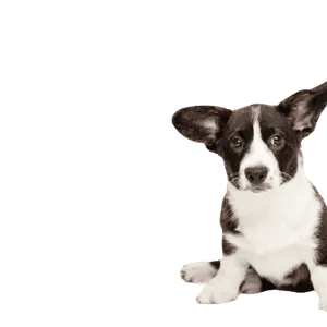 Welsh Corgi Cardigan (4)