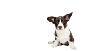 Welsh Corgi Cardigan (4)