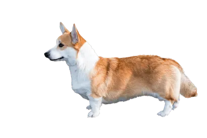 Welsh Corgi Cardigan (3)