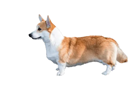 Welsh Corgi Cardigan (3)