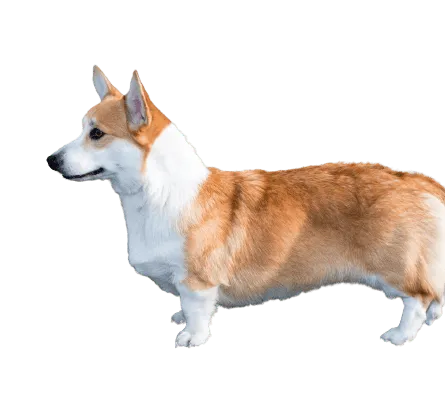 Welsh Corgi Cardigan (3)