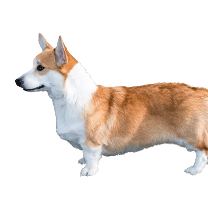 Welsh Corgi Cardigan (3)