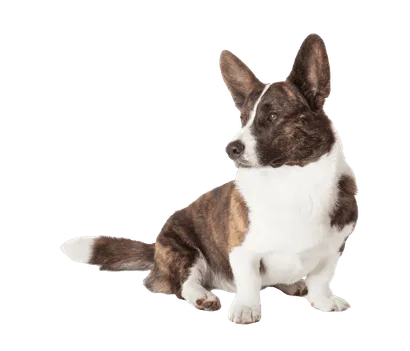 Welsh Corgi Cardigan (2)
