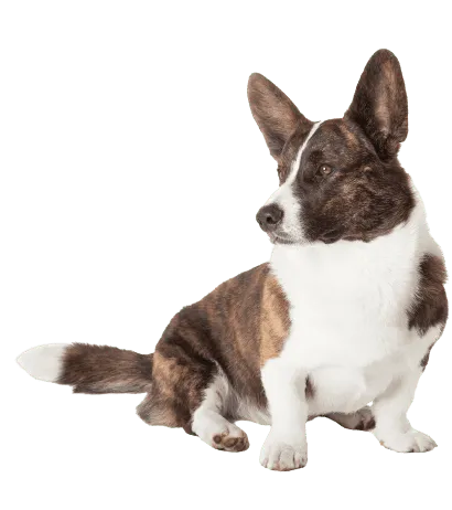 Welsh Corgi Cardigan (2)