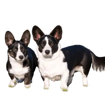 Welsh Corgi Cardigan (1)