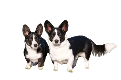 Welsh Corgi Cardigan (1)