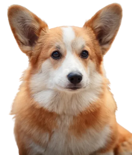 Welsh Corgi Cardigan