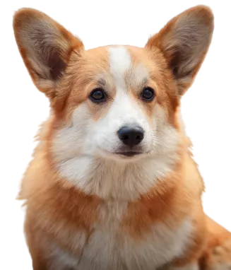 Welsh Corgi Cardigan