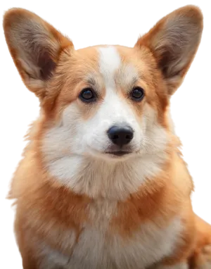 Welsh Corgi Cardigan