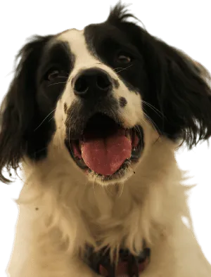 Welsh Springer Spaniel