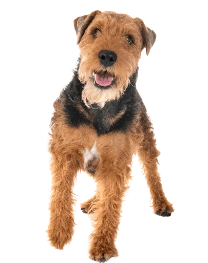 Welsh Terrier (3)