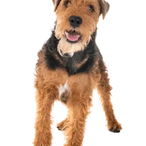 Welsh Terrier (3)