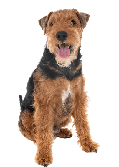 Welsh Terrier (6)