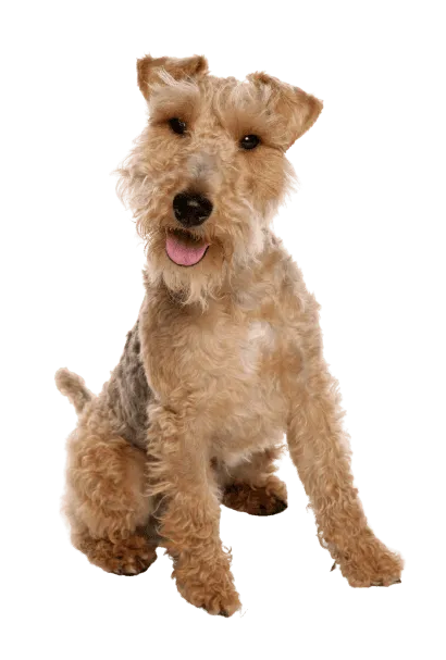 Welsh Terrier (5)