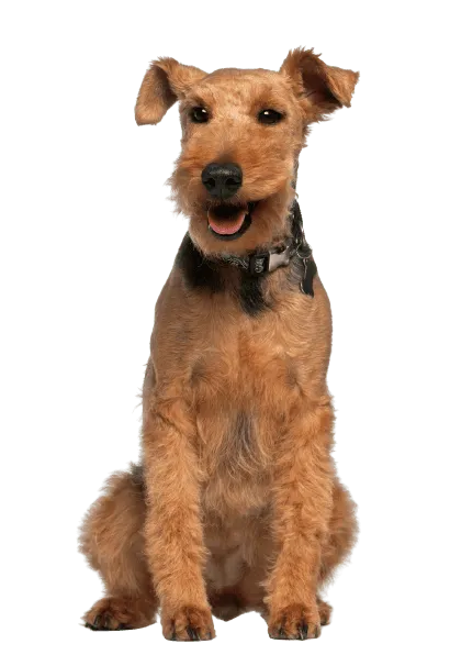 Welsh Terrier (4)