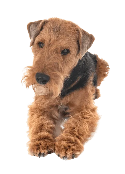 Welsh Terrier (2)