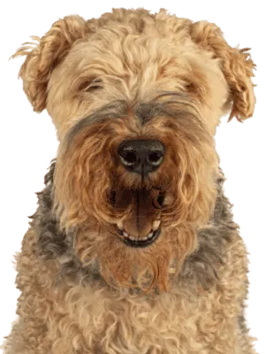 Welsh Terrier (1)
