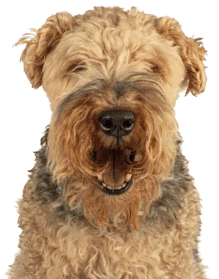 Welsh Terrier (1)