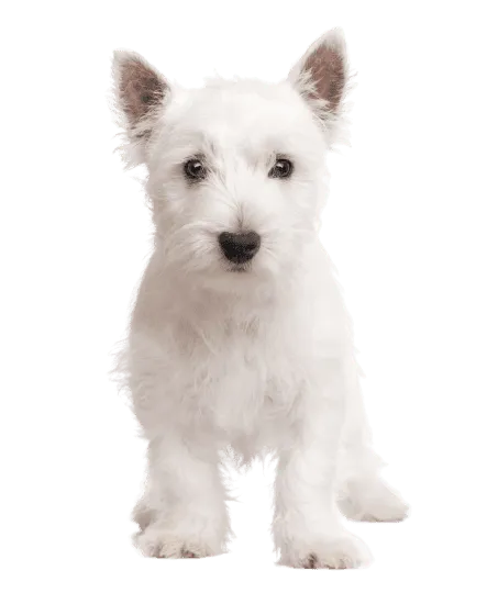 West Highland White Terrier (6)