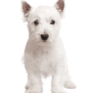 West Highland White Terrier (6)