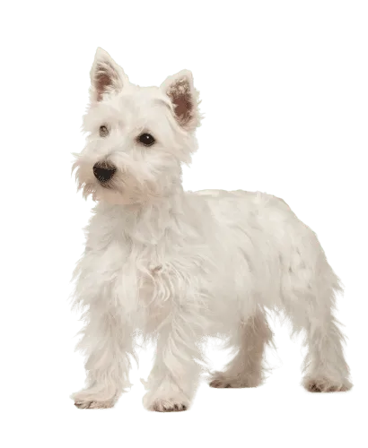 West Highland White Terrier (4)