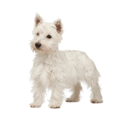 West Highland White Terrier (4)