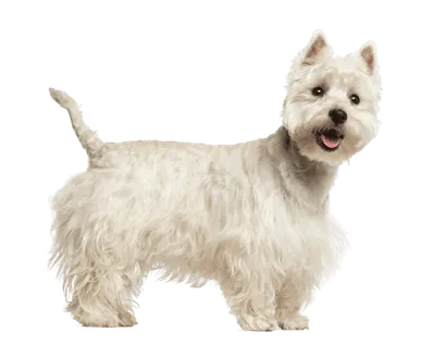 West Highland White Terrier (5)
