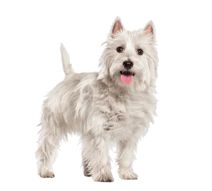 West Highland White Terrier (3)