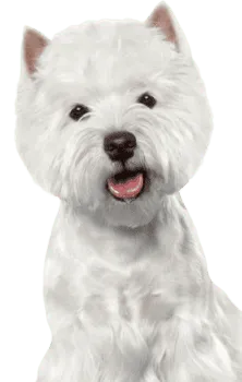 West Highland White Terrier (1)