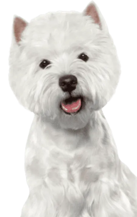 West Highland White Terrier (1)
