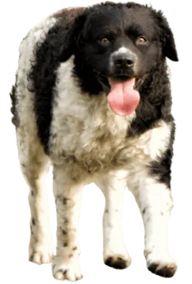 Wetterhoun