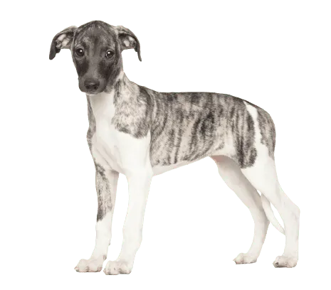 Whippet (4)