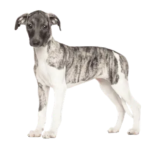 Whippet (4)