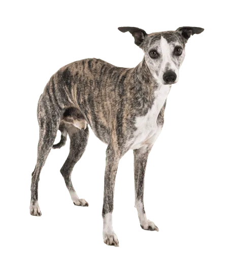 Whippet (5)