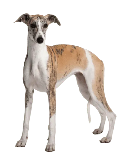 Whippet (2)