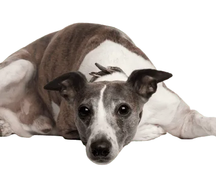 Whippet (3)