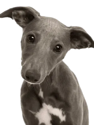 Whippet