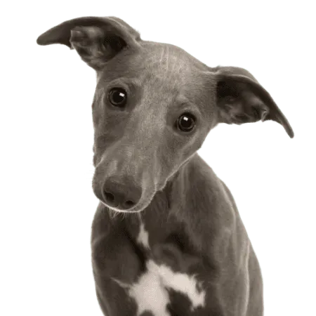 Whippet