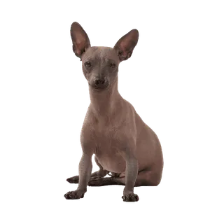 Xoloitzcuintli (5)