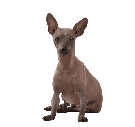 Xoloitzcuintli (5)