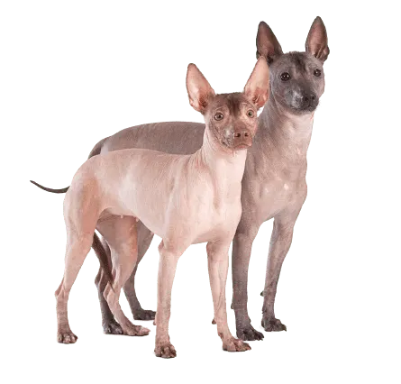 Xoloitzcuintli (1)