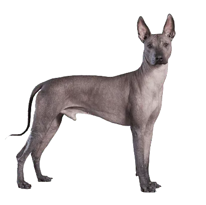 Xoloitzcuintli (6)