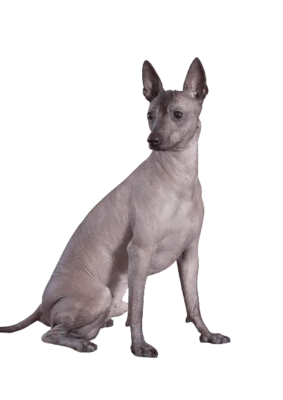 Xoloitzcuintli (7)