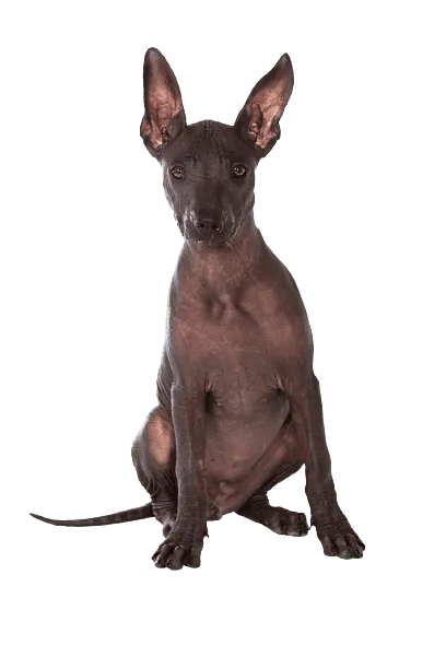 Xoloitzcuintli (4)