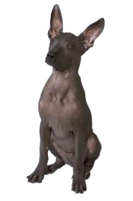 Xoloitzcuintli