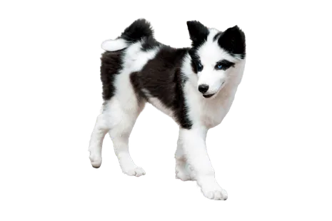 Yakutskaya Laika puppy