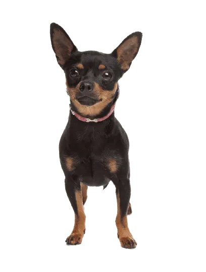 Zwergpinscher (6)